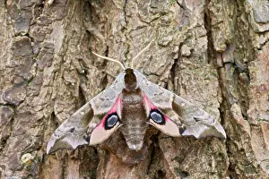Ocellata: Eyed Hawkmoth - resting on tree trunk