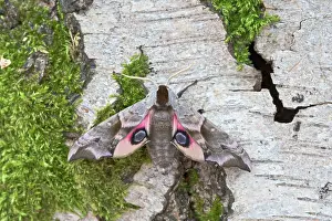 Ocellata: Eyed Hawkmoth - resting on tree trunk