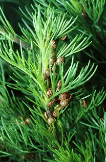 Ocellata: Eyed Ladybird