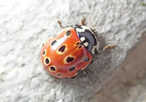 Ocellata: Eyed ladybug (Anatis ocellata), beneficial insect