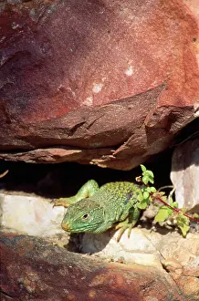 Timon: Eyed / Ocellated LIZARD - MALE