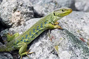 Ocellated: Eyed / Ocellated Lizard - male on rocks