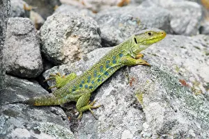 Ocellated: Eyed / Ocellated Lizard - male on rocks