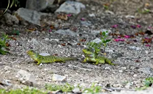 Timon: Eyed / Ocellated Lizards - Male & female