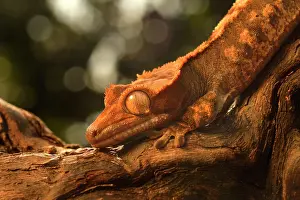 Bokeh: Eyelash Gecko