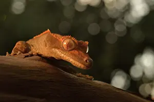Bokeh: Eyelash Gecko