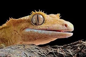 Rhacodactylus: Eyelash gecko (Corellophus ciliatus) on black background