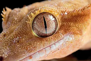 Rhacodactylus: Eyelash gecko (Corellophus ciliatus) on black background