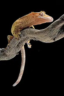 Rhacodactylus: Eyelash gecko (Corellophus ciliatus) on a branch