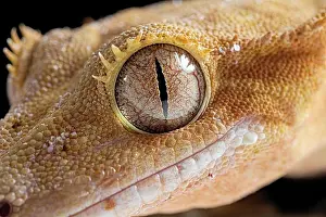 Eyelash: Eyelash gecko (Correlophus ciliatus), eye, detail