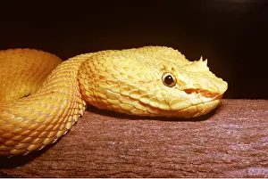 Scary: EYELASH PALM PIT VIPER -GOLDEN