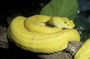 Eyelash: Eyelash Palm-Pitviper