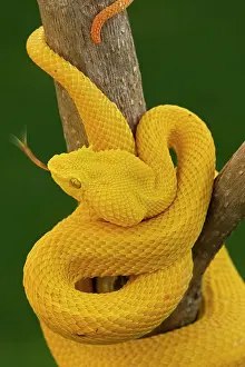 Schlegeli: Eyelash Palm-pitviper - captive - venomous
