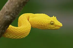 Schlegeli: Eyelash Palm-pitviper - captive - venomous