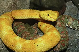 Eyelash: Eyelash Palm Vipers