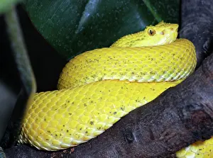 Bothrops: Eyelash Pit Viper