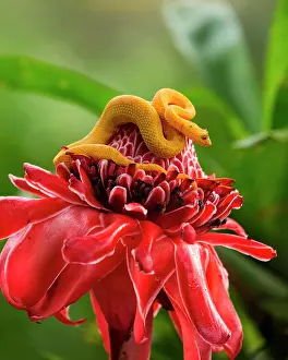 Ginger: Eyelash Pit Viper (Bothriechis schlegelii) on a
