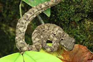 Bothriechis: Eyelash Pit Viper - brown coloration