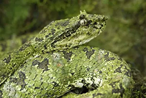 Bothriechis: Eyelash Pit Viper - green coloration