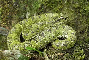 Bothriechis: Eyelash Pit Viper - green coloration