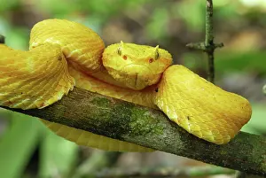 Bothriechis: Eyelash Pit Viper - yellow coloration