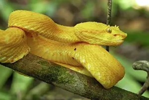 Bothriechis: Eyelash Pit Viper - yellow coloration