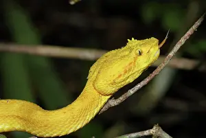 Bothriechis: Eyelash Pit Viper, yellow coloration
