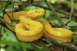 Bothriechis: Eyelash Pit Viper - yellow coloration