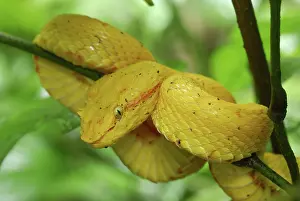 Bothriechis: Eyelash Pit Viper - yellow coloration