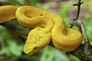 Bothriechis: Eyelash Pit Viper - yellow coloration