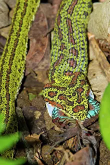 Bothrops: Eyelash Pitviper