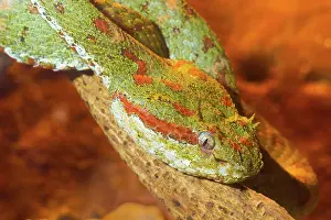 Jose: Eyelash Pitviper