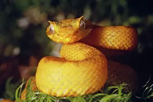Eyelash: Eyelash Viper