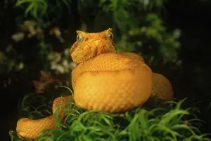 Eyelash: Eyelash Viper