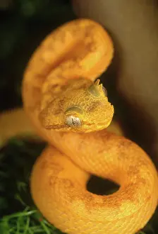 Eyelash: Eyelash Viper
