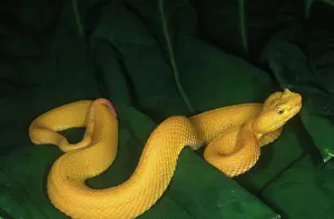 Eyelash: Eyelash Viper