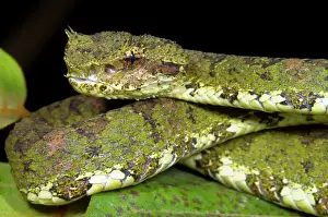 Eyelash: Eyelash Viper