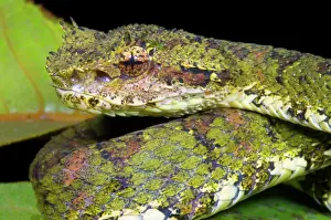 Eyelash: Eyelash Viper