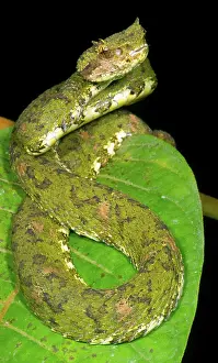 Eyelash: Eyelash Viper