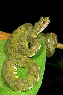 Eyelash: Eyelash Viper