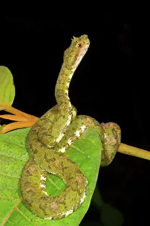 Eyelash: Eyelash Viper