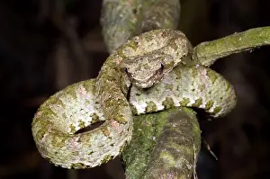 Eyelash: Eyelash Viper