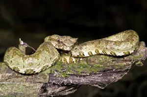 Eyelash: Eyelash Viper