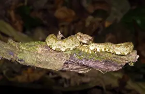 Eyelash: Eyelash Viper