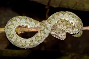 Eyelash: Eyelash Viper