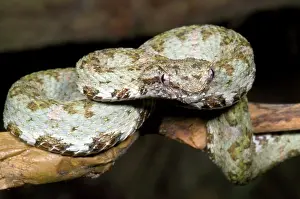 Eyelash: Eyelash Viper