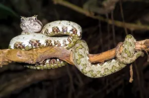 Eyelash: Eyelash Viper