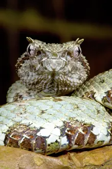 Eyelash: Eyelash Viper