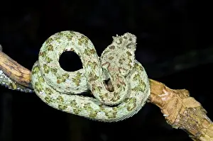 Eyelash: Eyelash Viper