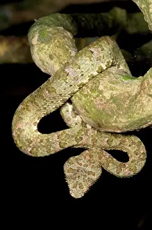 Eyelash: Eyelash Viper